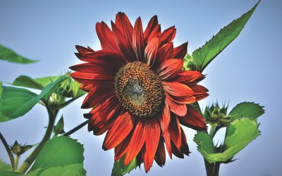 Google for Jobs in der Schweiz und Indien, hiQ gewinnt Prozess gegen LinkedIn, HR Startup Whyapply, Entelo kauft ConveyIQ, Axel Springer und KKR, StepStone CEO und weitere News aus der globalen Jobportal Branche